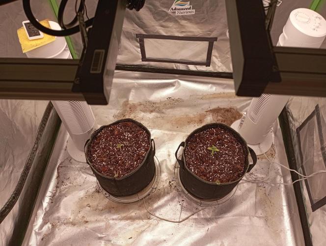 FB West Coast OG. Week 3 - 1st days