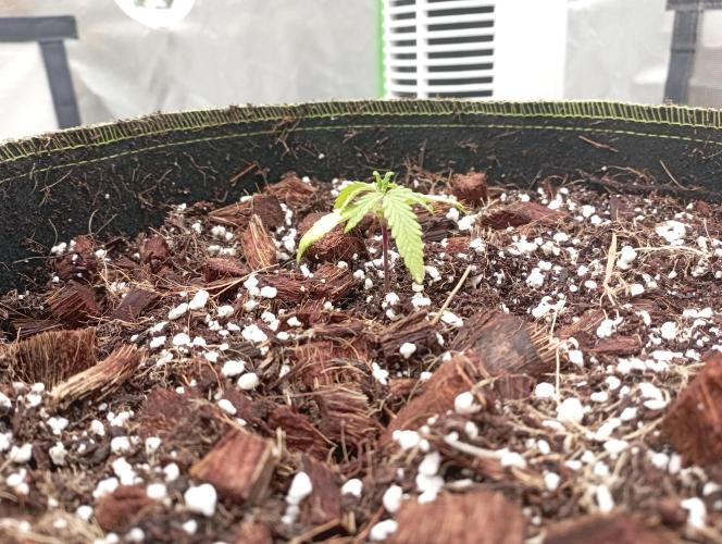 FB West Coast OG. Week 3 - 1st days