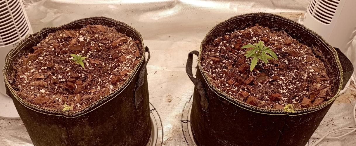 FB West Coast OG. Week 3 - midweek