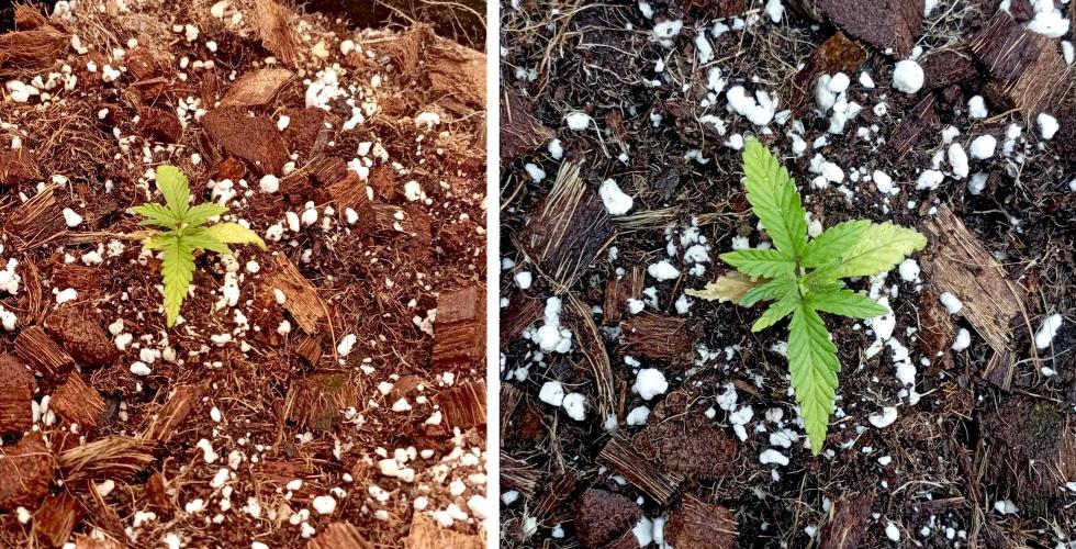 FB West Coast OG. Week 3 - midweek