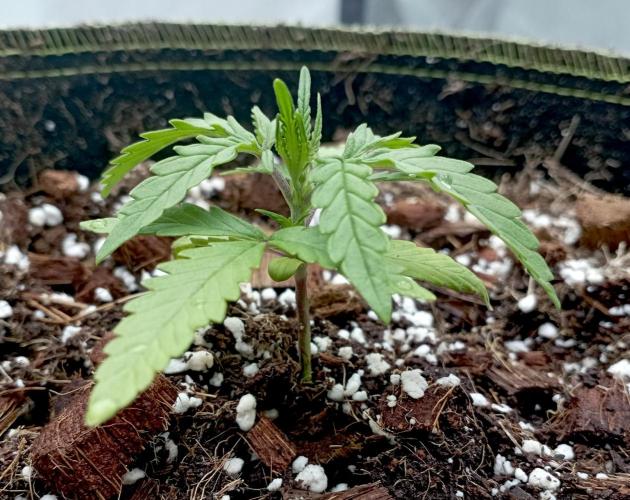 FB West Coast OG. Week 3 - midweek