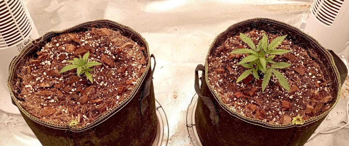 FB West Coast OG. Week 4 - first days