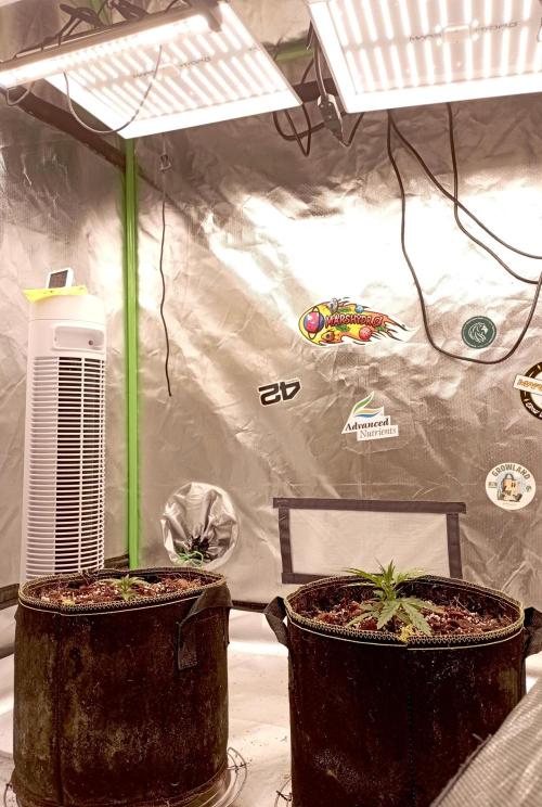 FB West Coast OG. Week 4 - first days