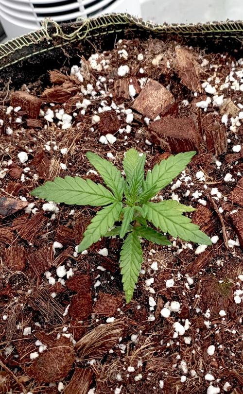 FB West Coast OG. Week 4 - first days
