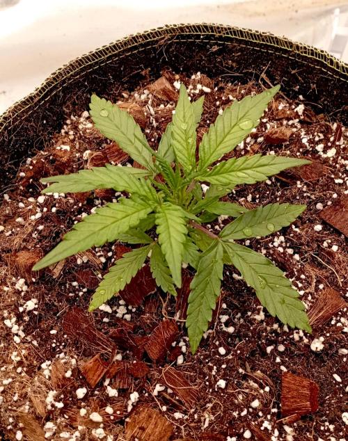 FB West Coast OG. Week 4 - first days