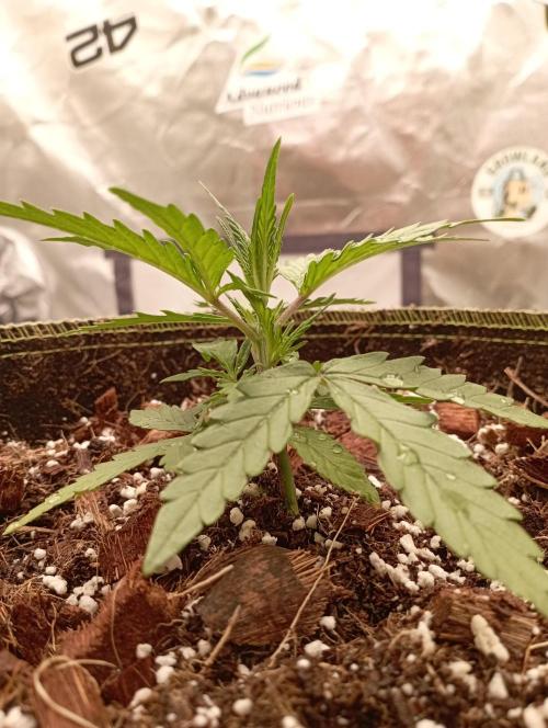 FB West Coast OG. Week 4 - first days