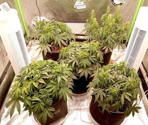 my GROWSTORY. Week 7