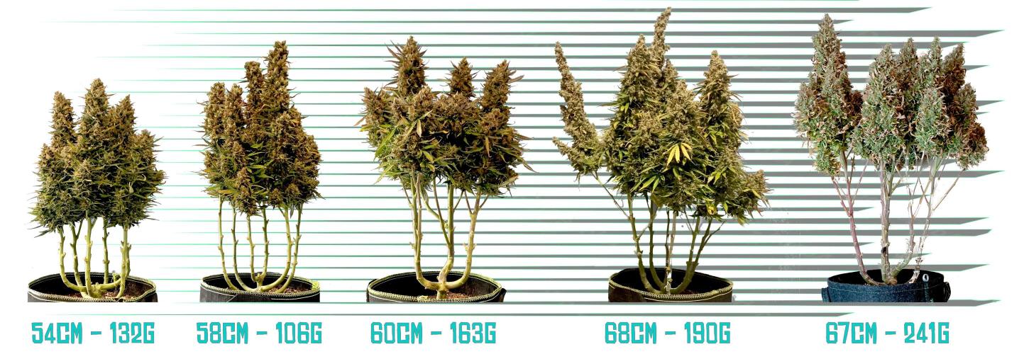 my GROWSTORY. Week 7