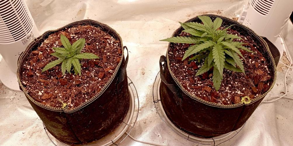 FB West Coast OG. Week 4 - midweek