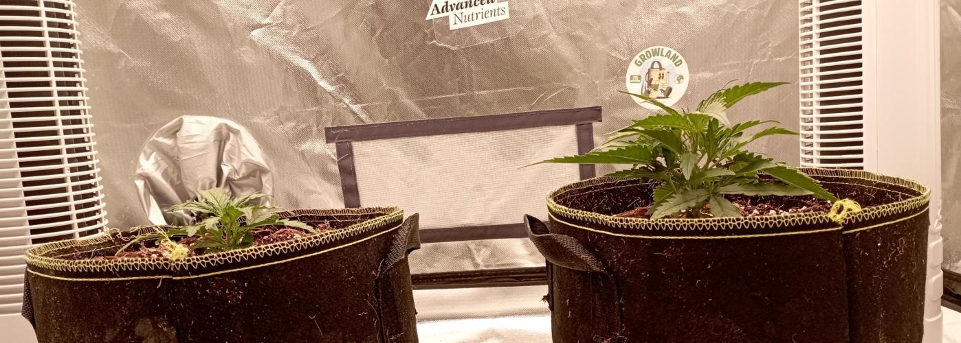FB West Coast OG. Week 4 - midweek