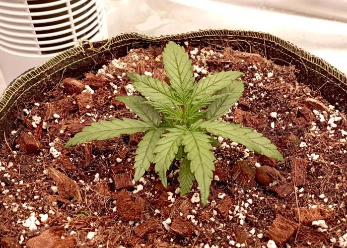 FB West Coast OG. Week 4 - midweek
