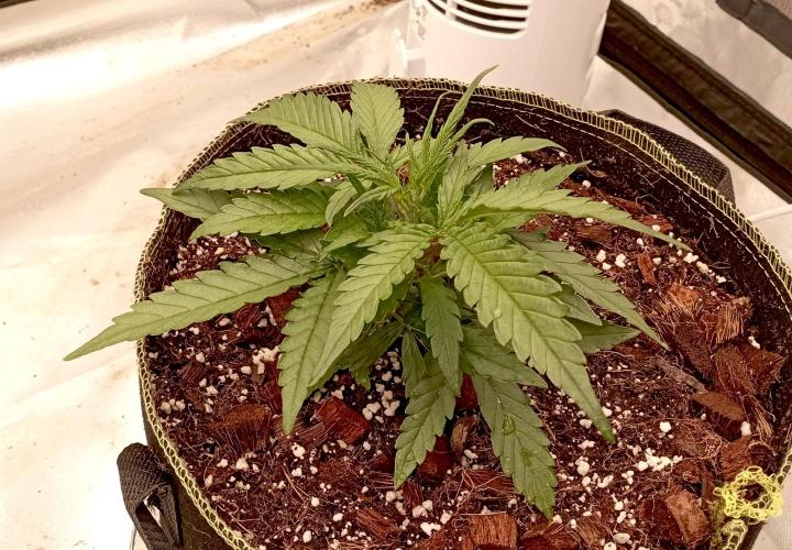 FB West Coast OG. Week 4 - midweek