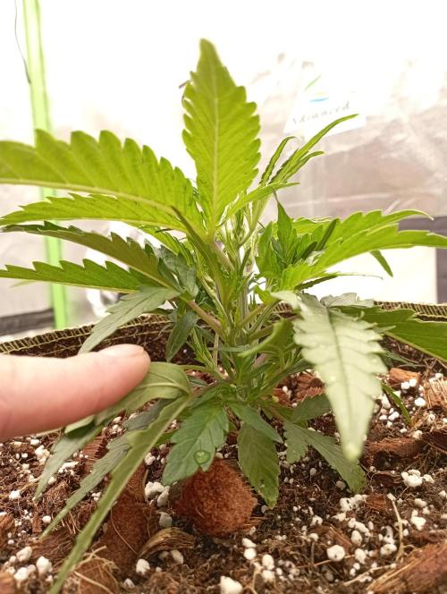 FB West Coast OG. Week 4 - midweek