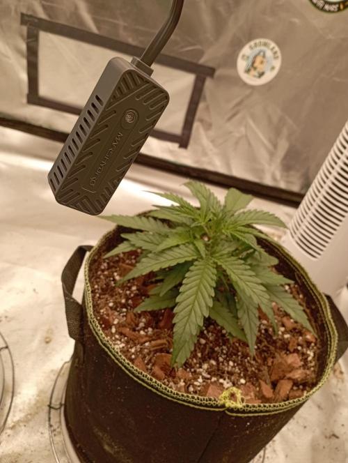 FB West Coast OG. Week 5 - first days