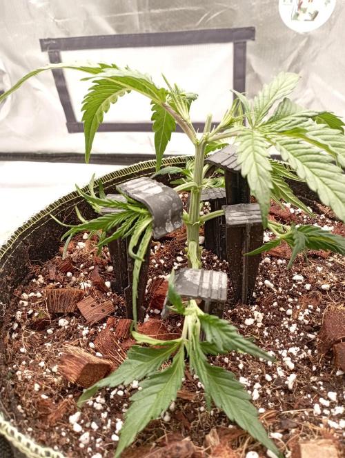 FB West Coast OG. Week 5 - first days