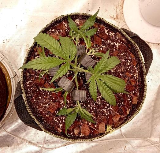 FB West Coast OG. Week 5 - first days