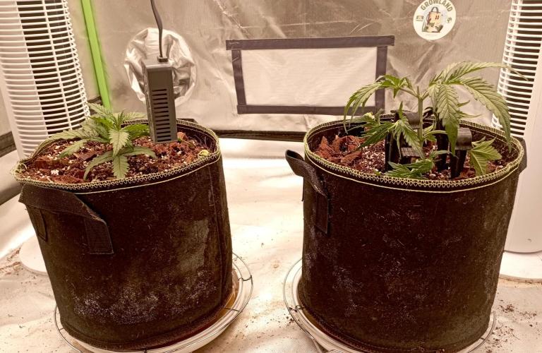 FB West Coast OG. Week 5 - first days