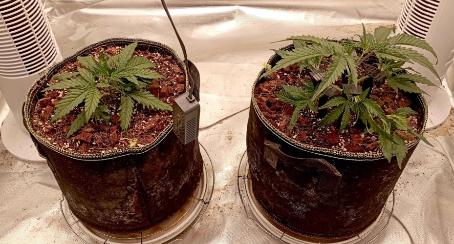 FB West Coast OG. Week 5 - first days