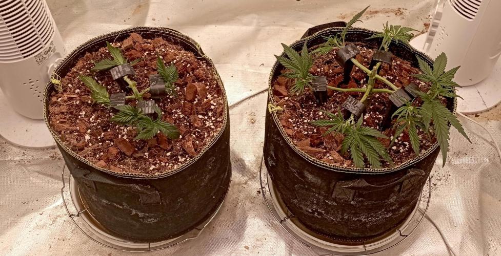 FB West Coast OG. Week 5 - midweek