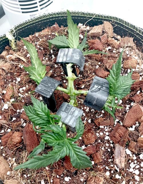 FB West Coast OG. Week 5 - midweek