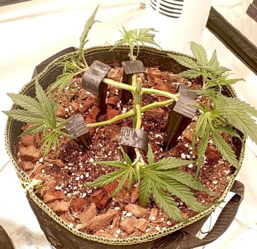 FB West Coast OG. Week 5 - midweek