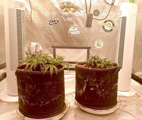 FB West Coast OG. Week 6 - first days