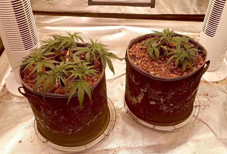 FB West Coast OG. Week 6 - first days