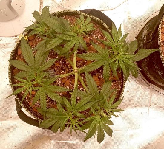 FB West Coast OG. Week 6 - first days