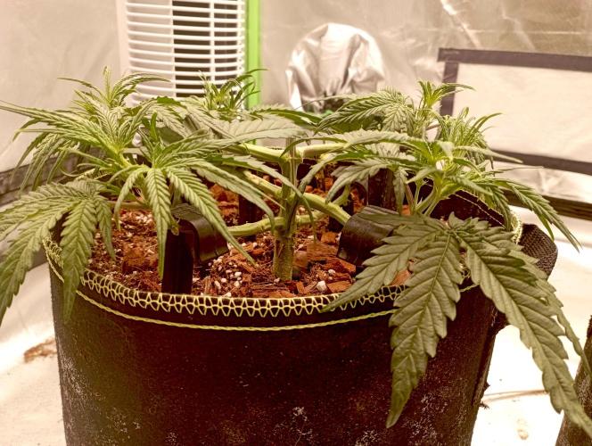 FB West Coast OG. Week 6 - first days
