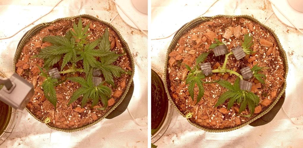 FB West Coast OG. Week 6 - first days