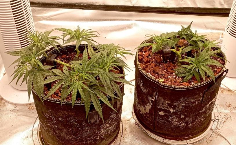 FB West Coast OG. Week 6 - midweek