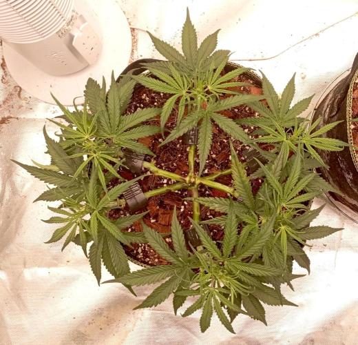 FB West Coast OG. Week 6 - midweek
