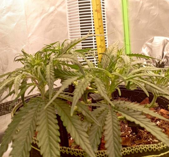 FB West Coast OG. Week 6 - midweek