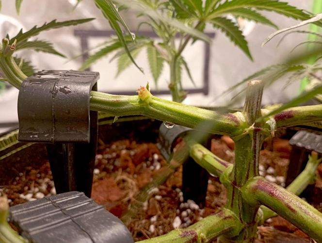 FB West Coast OG. Week 6 - midweek