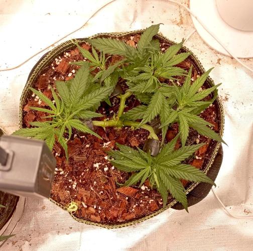 FB West Coast OG. Week 6 - midweek