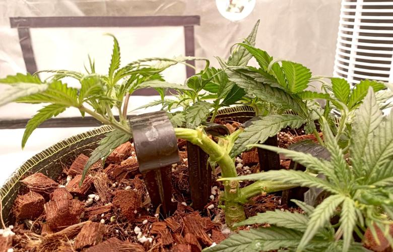 FB West Coast OG. Week 6 - midweek