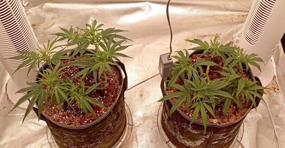 FB West Coast OG. Week 7 - first days