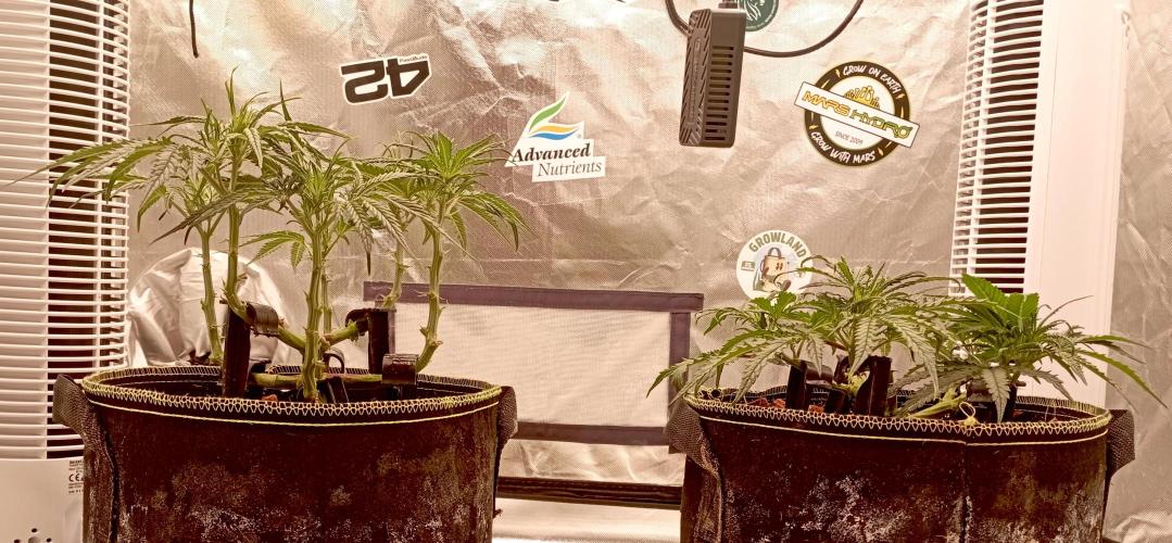 FB West Coast OG. Week 7 - first days