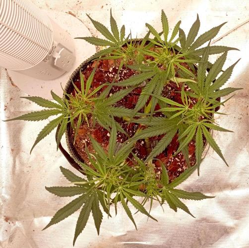 FB West Coast OG. Week 7 - first days