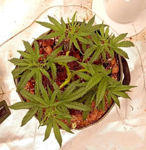 FB West Coast OG. Week 7 - first days