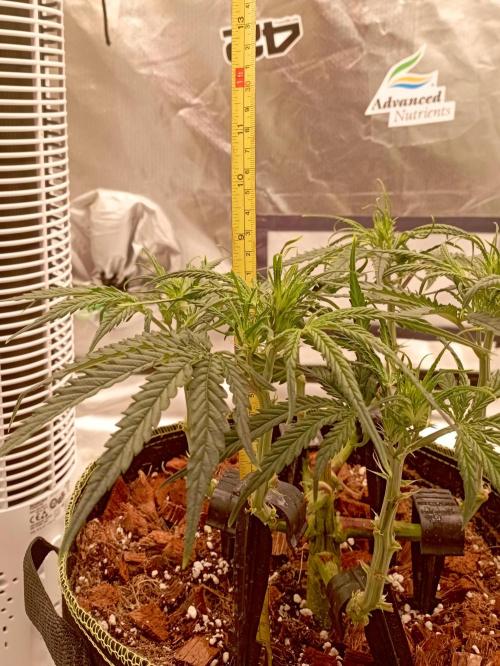 FB West Coast OG. Week 7 - first days