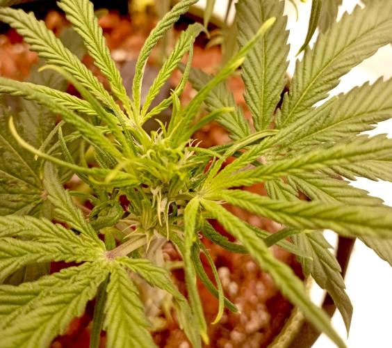 FB West Coast OG. Week 7 - first days