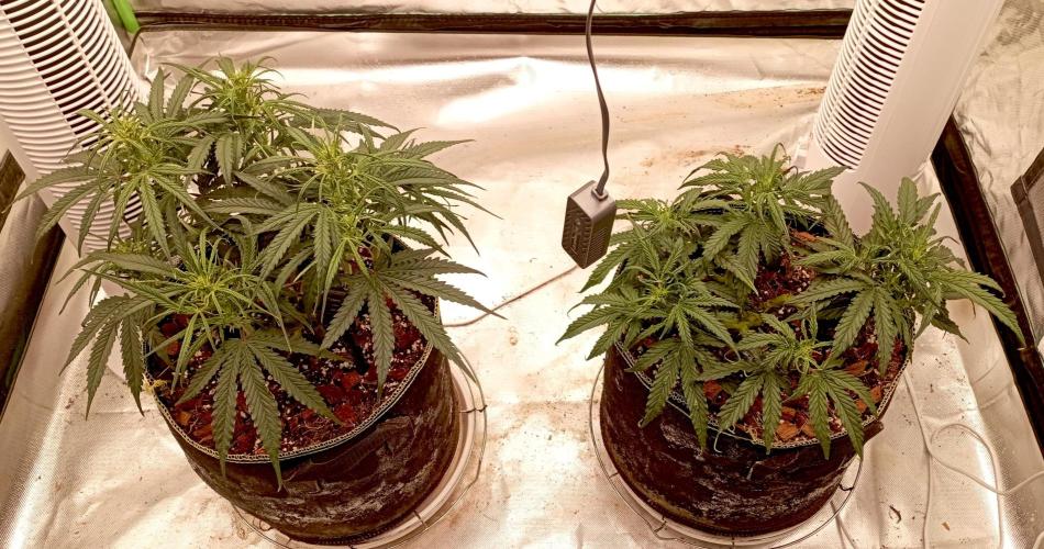 FB West Coast OG. Week 7 - midweek