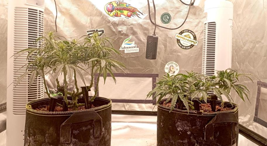 FB West Coast OG. Week 7 - midweek