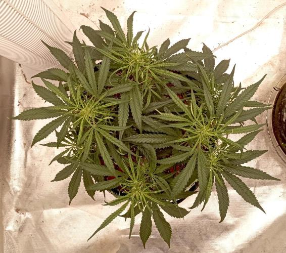 FB West Coast OG. Week 7 - midweek
