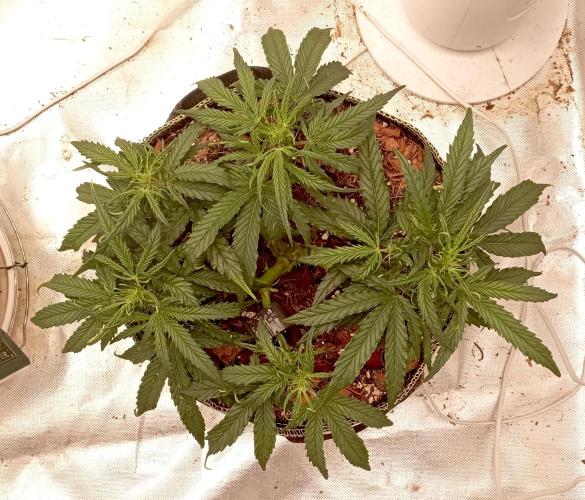 FB West Coast OG. Week 7 - midweek