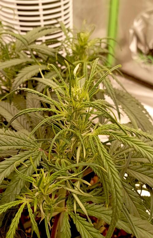 FB West Coast OG. Week 7 - midweek