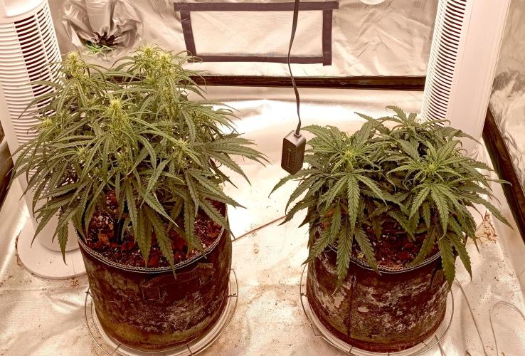 FB West Coast OG. Week 8 - first days