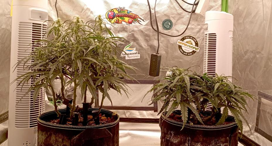 FB West Coast OG. Week 8 - first days