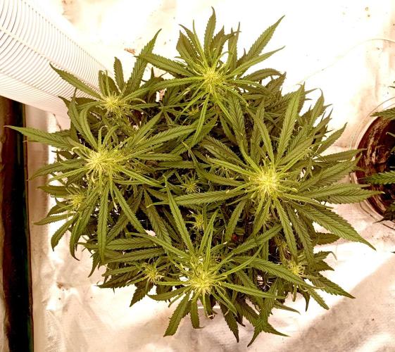 FB West Coast OG. Week 8 - first days